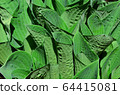 Hosta blooming leaves in summer 64415081