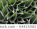 Hosta blooming leaves 64415082