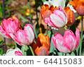 Colorful spring tulip flowers 64415083