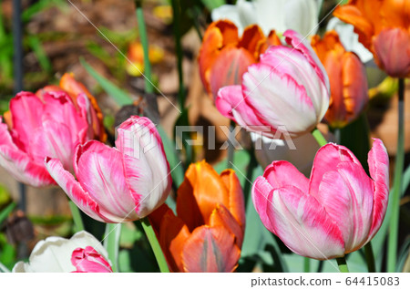 Colorful spring tulip flowers 64415083
