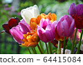Colorful spring tulip flowers bouquet 64415084