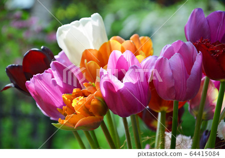 Colorful spring tulip flowers bouquet Colorful spring tulip flowers bouquet 64415084