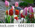Colorful spring tulip flowers in garden 64415085
