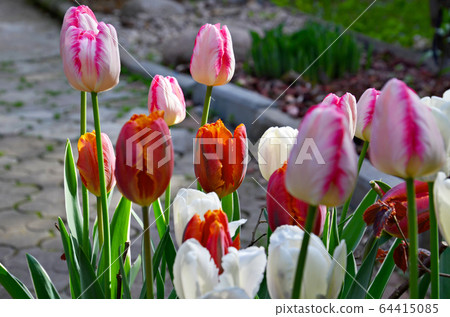 Colorful spring tulip flowers in garden Colorful spring tulip flowers in garden 64415085