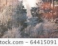 Winter forest landscape3 64415091