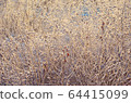 Tree branches background 64415099