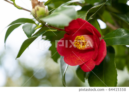 Camellia 64415338