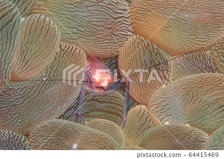 泡泡珊瑚蝦 泡泡珊瑚蝦 64415469