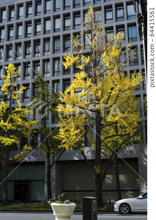 銀杏葉在大阪市容 64415561