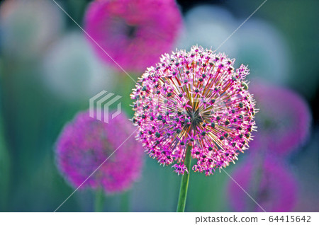 像煙花一樣的蔥 像煙花一樣的蔥 64415642