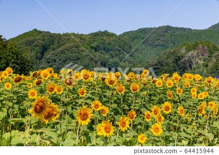 Nanko向日葵田陽光明媚的向日葵夏天圖像 64415944