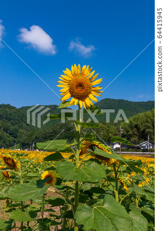 Nanko向日葵田陽光明媚的向日葵夏天圖像 Nanko向日葵田陽光明媚的向日葵夏天圖像 64415945