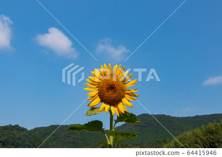 Nanko sunflower field Sunny sunflower summer image Nanko sunflower field Sunny sunflower summer image 64415946