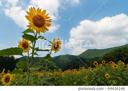 Nanko向日葵田陽光明媚的向日葵夏天圖像 64416146