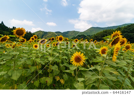 Nanko向日葵田陽光明媚的向日葵夏天圖像 64416147