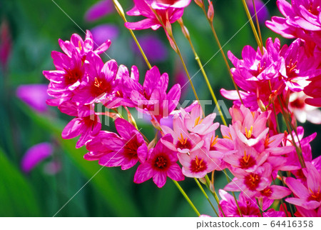 Bright and gorgeous Ixia Bright and gorgeous Ixia 64416358