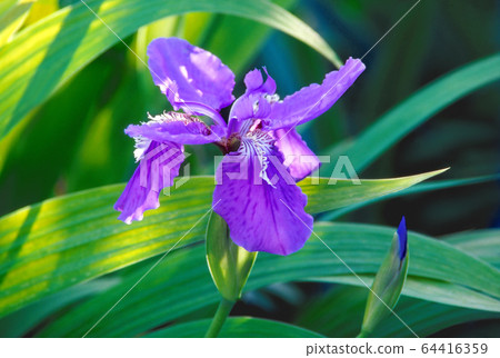 提神蜂蜜 提神蜂蜜 64416359