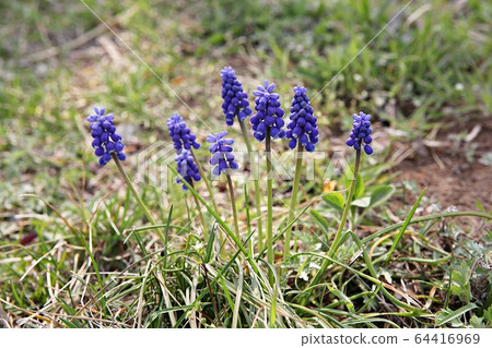 Muscari Muscari 64416969