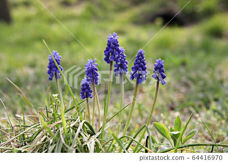 Muscari Muscari 64416970