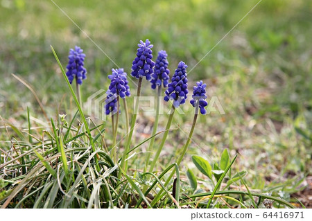 Muscari Muscari 64416971