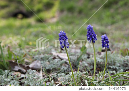 Muscari 64416973