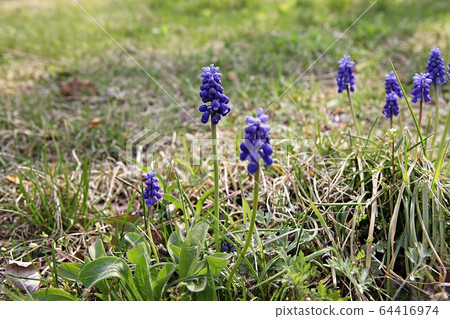 Muscari 64416974