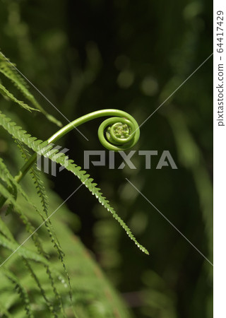 發條 發條 64417429