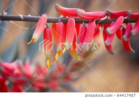 Gasteria花 64417487