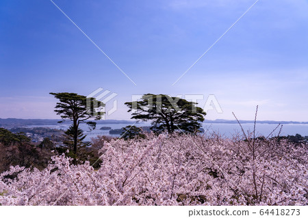 宮城縣松島町，盛開的櫻花，春天回來的松公園，春天的松島灣 64418273