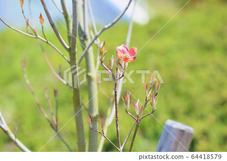  Dogwood flower 64418579