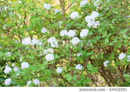 Bivernum花戴安娜 64418581