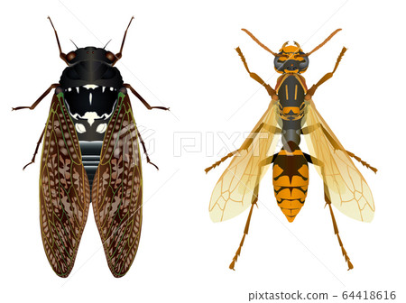 黑腹黃蜂和Abraemi 64418616