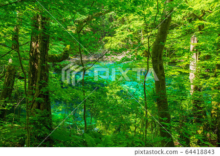 Early summer in the Shirakami Mountains, a World Heritage Site, fresh green twelve lakes, boiling pot pond 64418843