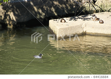 Creatures of the Meguro River 64418884