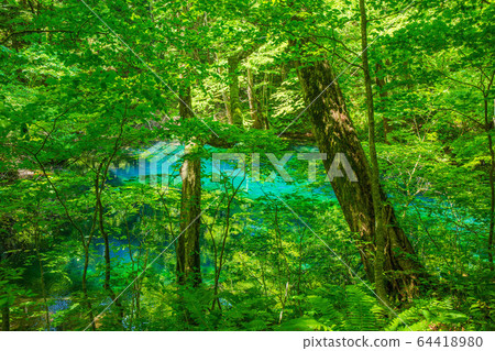 初夏，世界遺產白良山，鮮綠色的十二個湖泊，沸騰的鍋塘 64418980