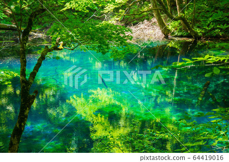 Early summer in the Shirakami Mountains, a World Heritage Site, fresh green twelve lakes, boiling pot pond 64419016