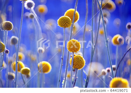 Yellow Ball Classpedia 64419071