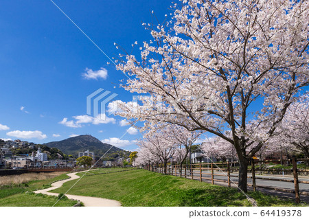 北九州市八wa東區高見板橋河上的櫻花樹和櫻倉山 64419378