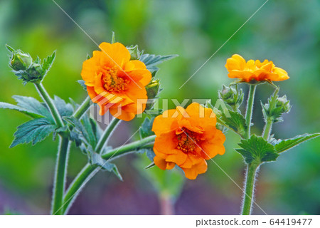 Orange gum Orange gum 64419477