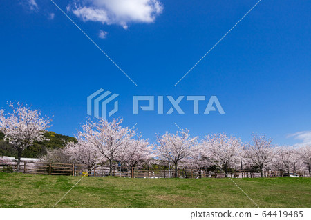 河床,一排櫻桃樹和居民區 河床,一排櫻桃樹和居民區 64419485