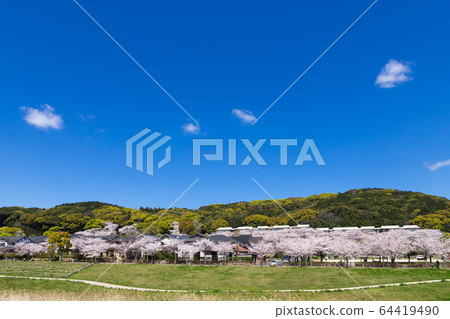 河床，一排櫻桃樹和居民區 64419490