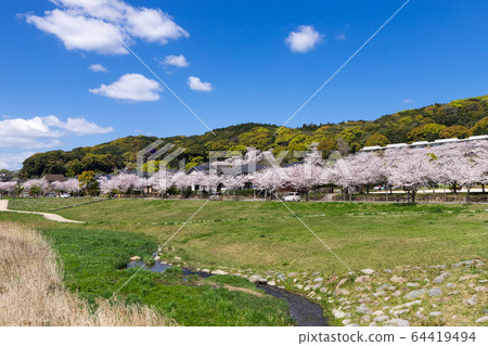 Riverbed, row of cherry trees and residential area Riverbed, row of cherry trees and residential area 64419494