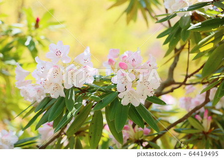 Rhododendron flower Rhododendron flower 64419495