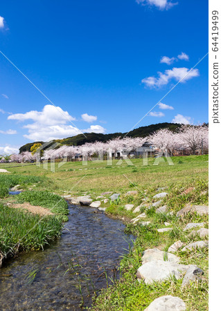 Riverbed, row of cherry trees and residential area Riverbed, row of cherry trees and residential area 64419499