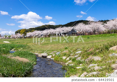 河床,一排櫻桃樹和居民區 河床,一排櫻桃樹和居民區 64419501