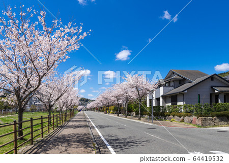 一排櫻桃樹和住宅區 一排櫻桃樹和住宅區 64419532