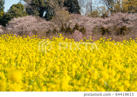 櫻花和油菜花 64419613