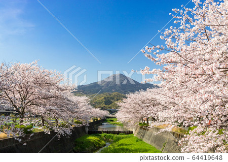 A row of cherry blossom trees along the river Kunuki and Mt. Nuki, Ogura Minami Ward, Kitakyushu A row of cherry blossom trees along the river Kunuki and Mt. Nuki, Ogura Minami Ward, Kitakyushu 64419648