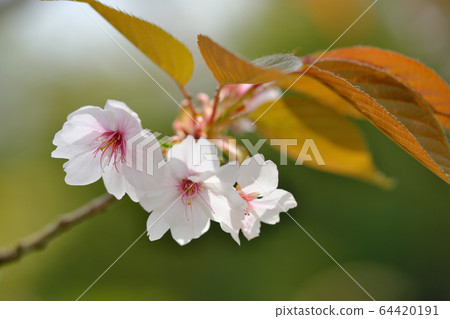 Miyamazakura Miyamazakura 64420191