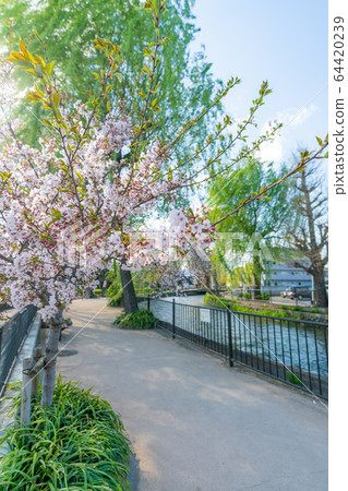 Spring in Japan, Maebashi, Gunma Prefecture, Sakura landscape of Hirose river bank green area 64420239
